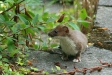 Stoat